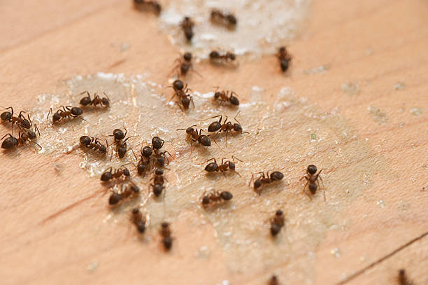 Best Affordable Pest Control Services  in Broomall, PA