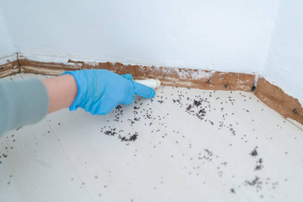 Best Cockroach Control Services  in Broomall, PA